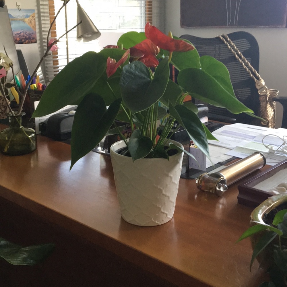 Vintage ace of hearts plant and planter
